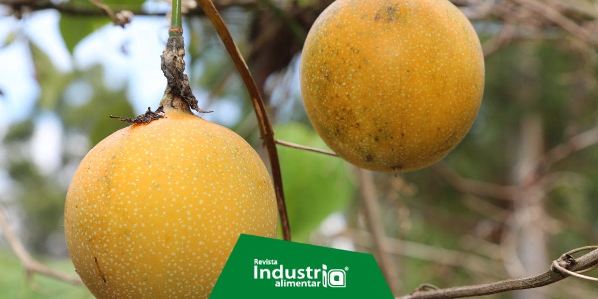 Inacal brinda requisitos de calidad de la granadilla para mejorar su productividad Revista Industria Alimentaria